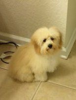 sad looking Maltipoo